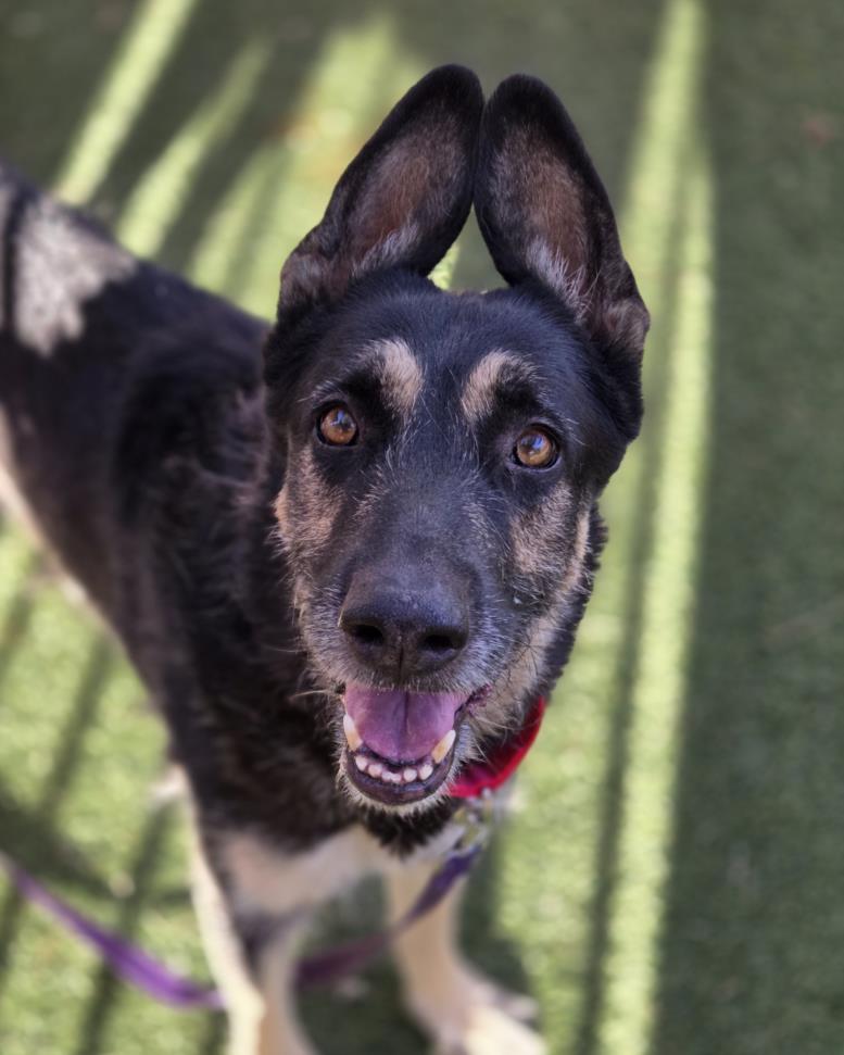 MAX, a senior male German Shepherd Dog Mix
