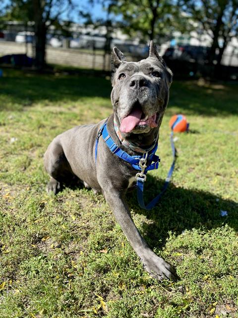 CALI, a adult female Cane Corso Mastiff