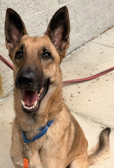 BRUCE, a adult male German Shepherd Dog
