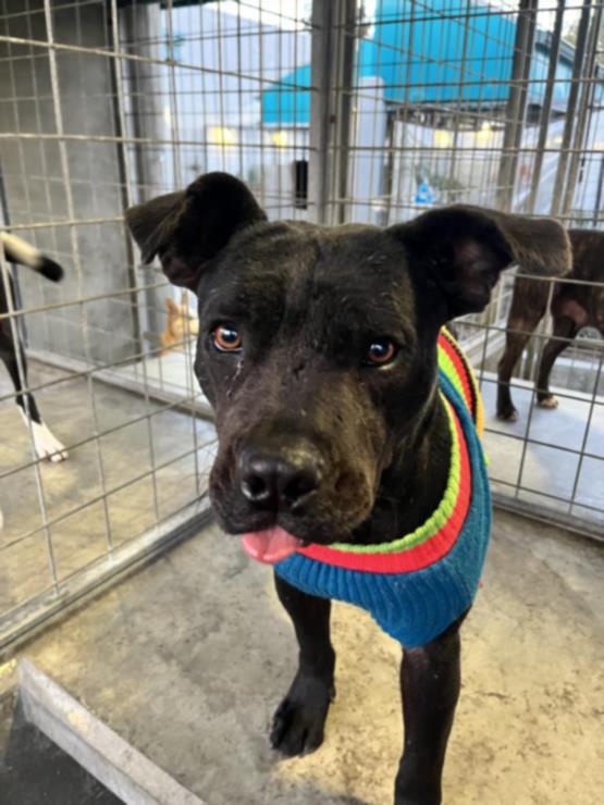 ELOISE, a adult female Cane Corso Mastiff Mix
