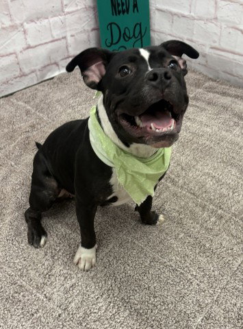 CRISTALLE, a adult female American Pit Bull Terrier Mix