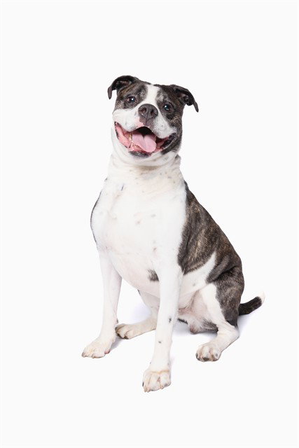 ROMEO, a adult male American Bulldog