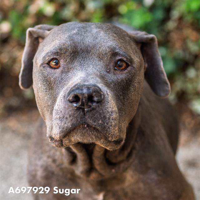 SUGAR, a senior female Pit Bull Terrier