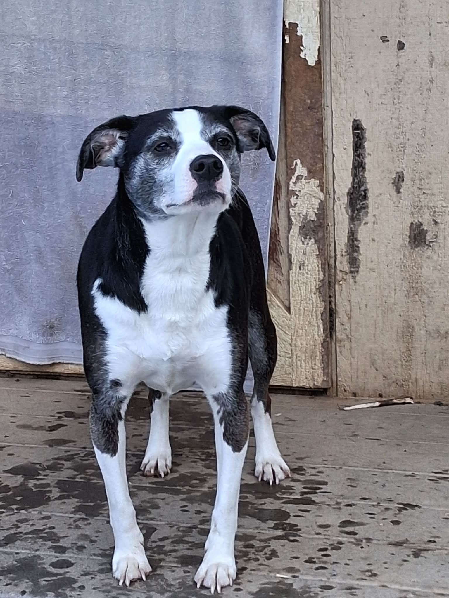 Mindy, a adult female Mix