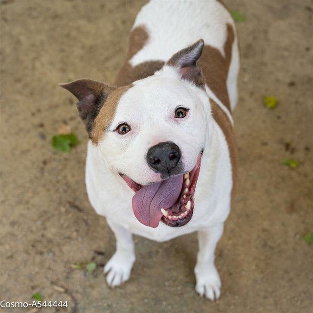COSMO, a senior male Pit Bull Terrier