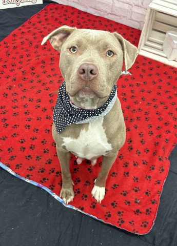 COCO, a adult female American Pit Bull Terrier Mix
