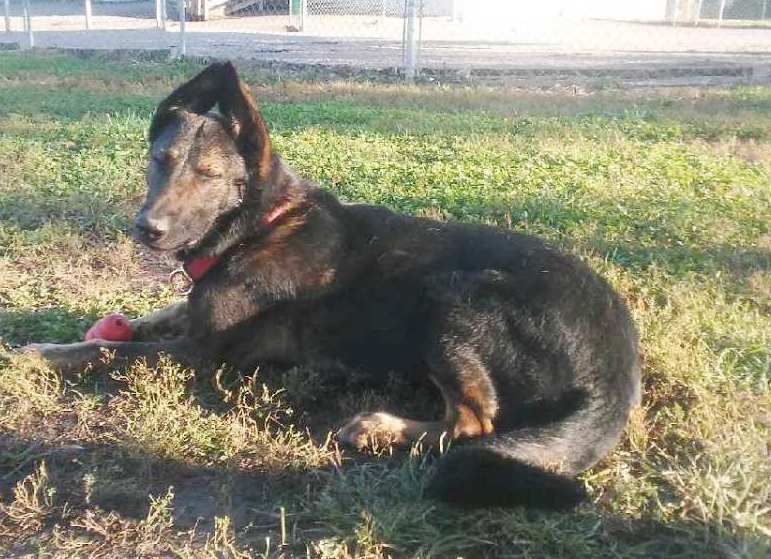 Sherlock, a adult male German Shepherd Dog / Belgian Shepherd Malinois Mix