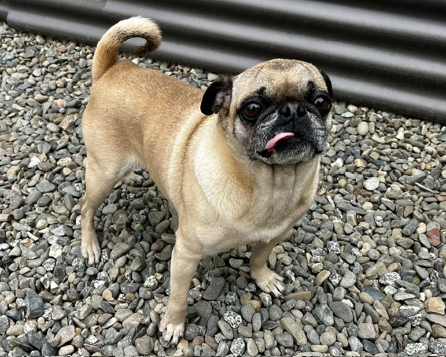 BOY, a adult male Pug