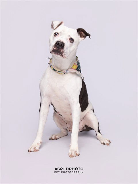APOLLO, a senior male American Bulldog