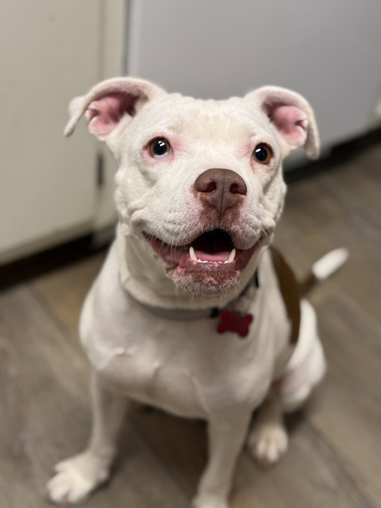 Drip, a adult female Pit Bull Terrier Mix