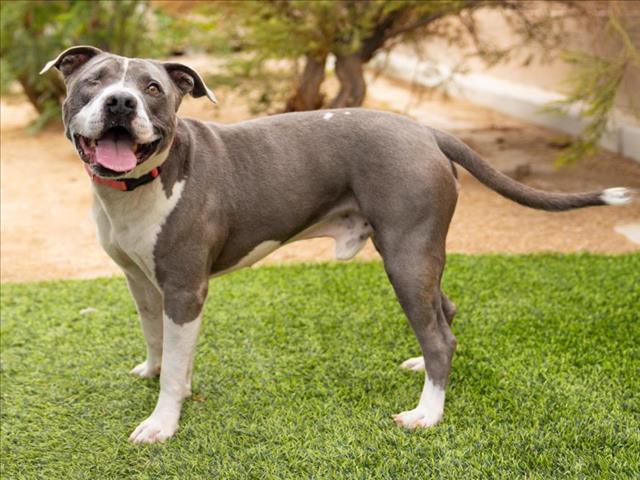 MOON, a senior male Pit Bull Terrier Mix