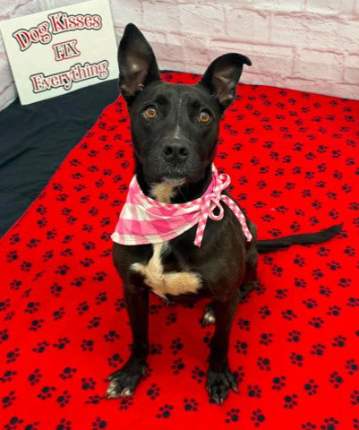MOUNDIE, a adult female American Pit Bull Terrier Mix
