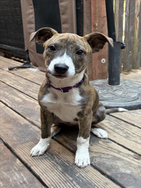 KRYSTAL*, a baby female Pit Bull Terrier Mix