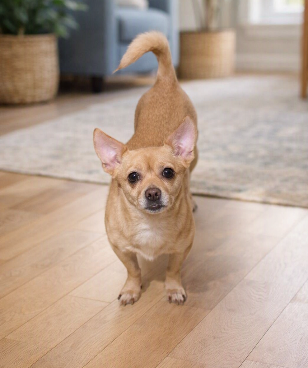 Rosie, a adult female Chihuahua