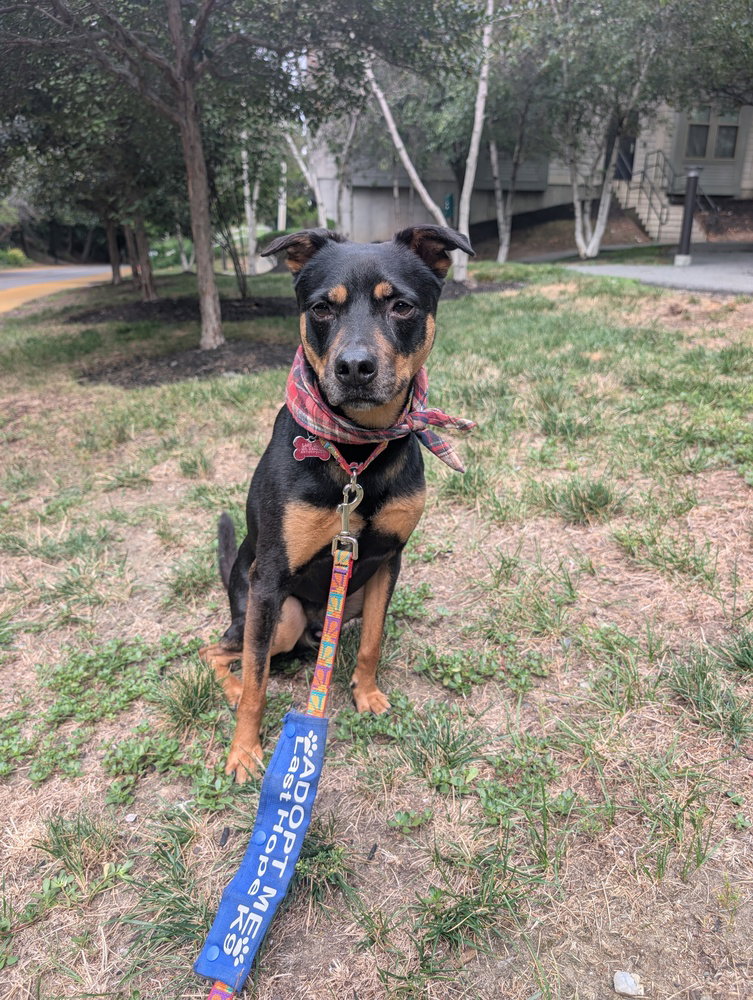 Ace of Hearts, a senior male Labrador Retriever Mix