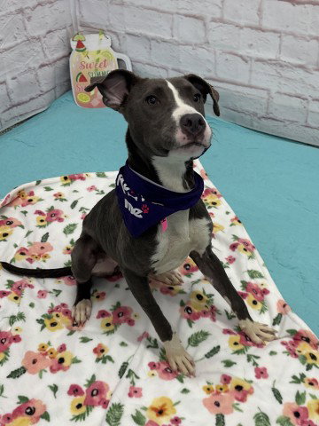TAZ, a young female Pit Bull Terrier Mix