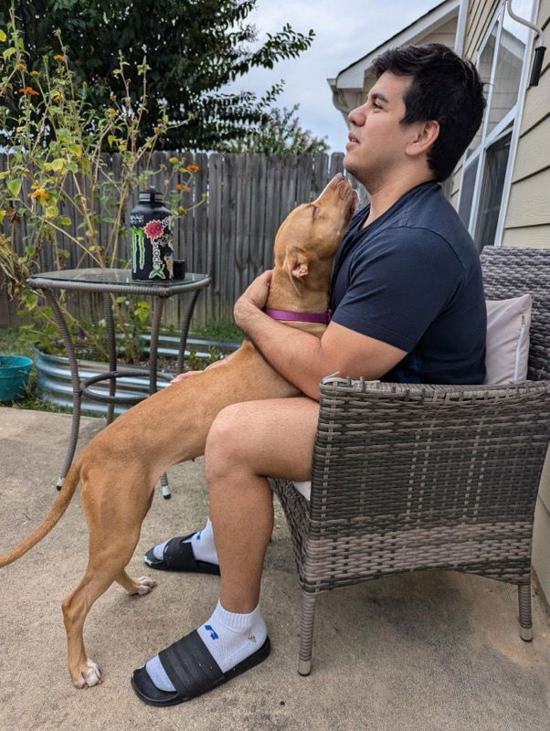 Honey, a adult female Labrador Retriever / American Pit Bull Terrier Mix