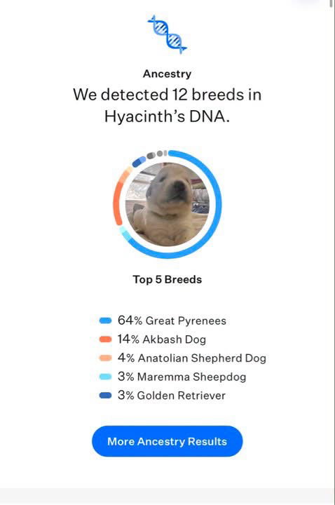 Gregory, a adult male Great Pyrenees / Akbash Mix