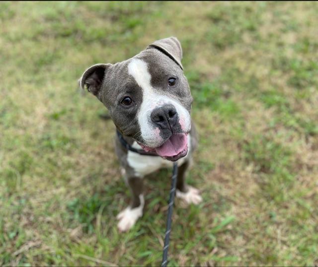 SNUBBULL, a adult male Pit Bull Terrier