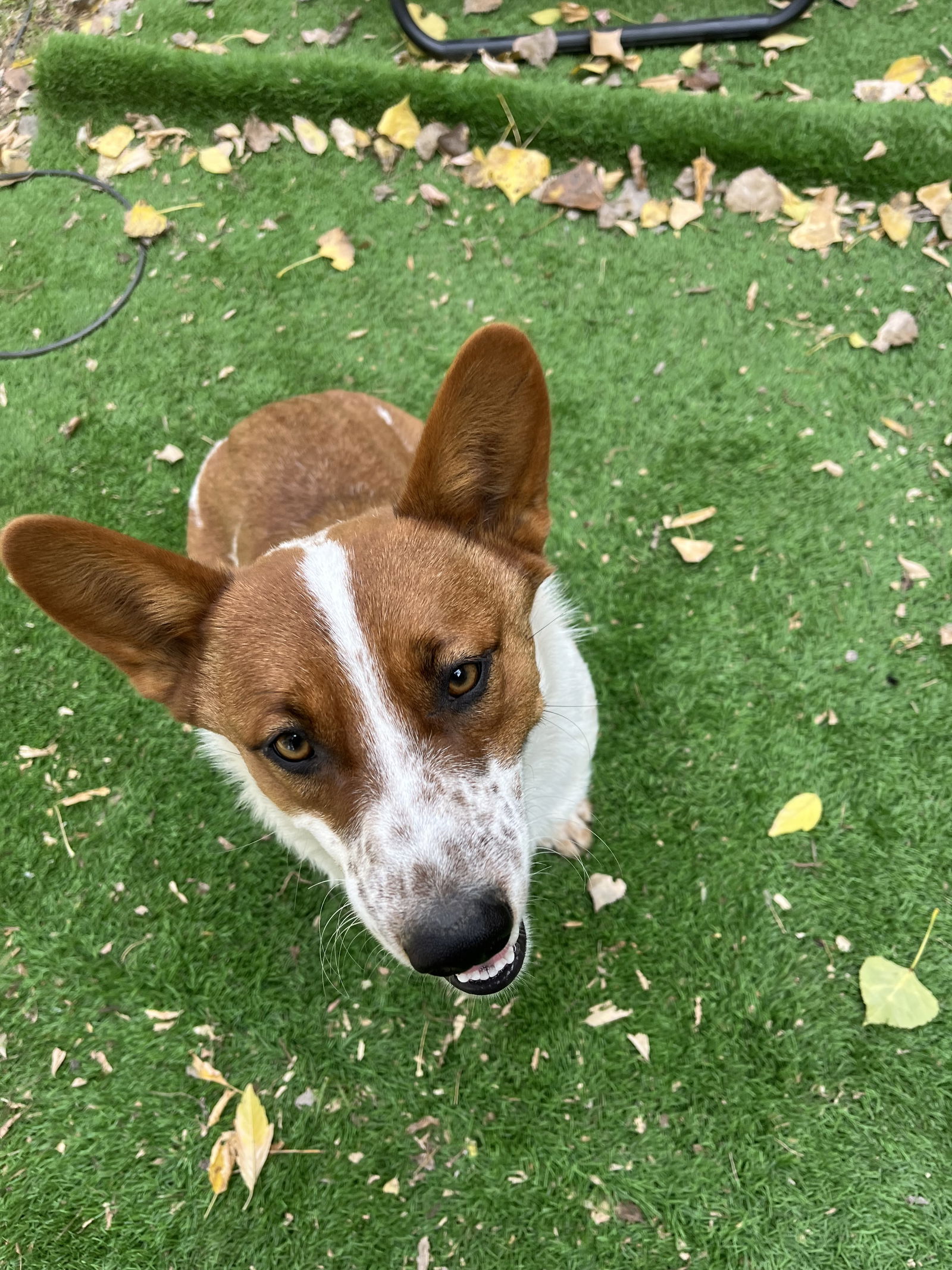 Taz, a adult male Corgi / Cattle Dog Mix