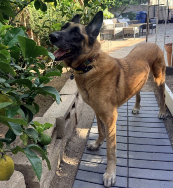 CHEPO, a senior male German Shepherd Dog