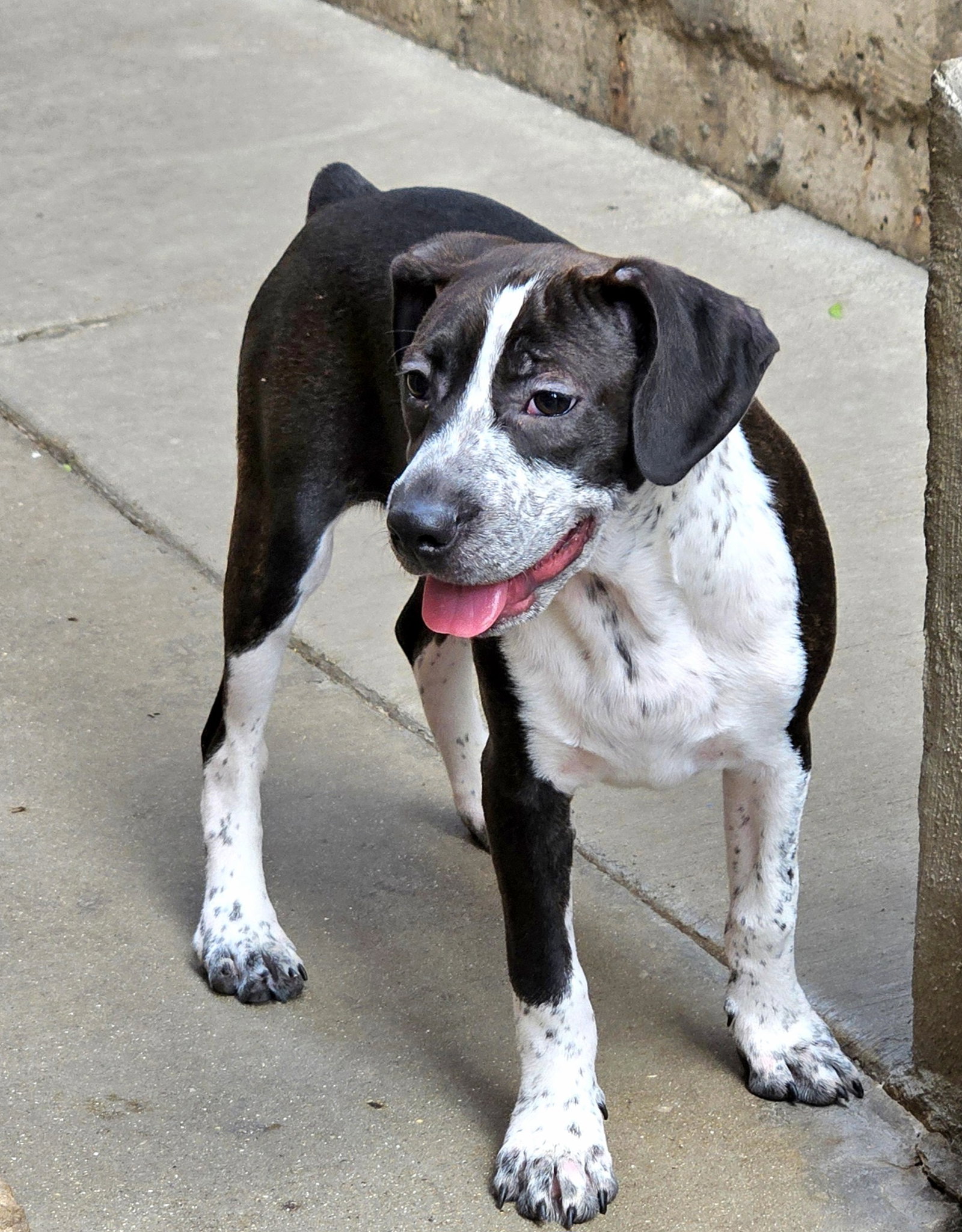 Colby, a baby male Boston Terrier / Beagle Mix