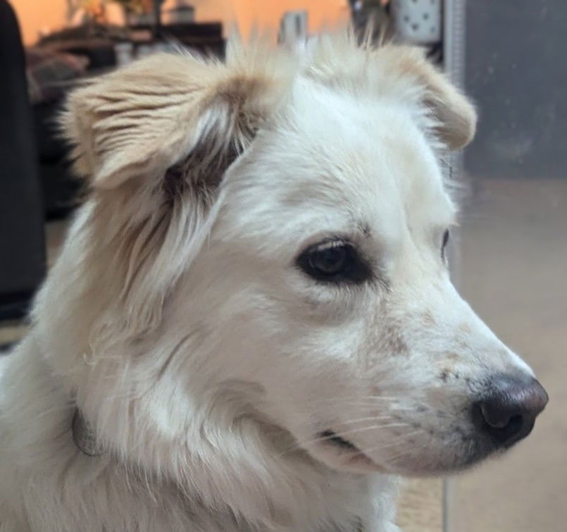 Juniper, a adult female Great Pyrenees / Australian Cattle Dog/Blue Heeler Mix