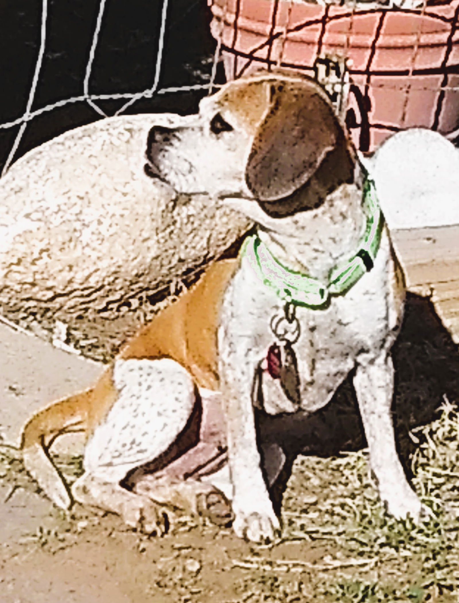 Eve, a adult female Beagle / Pug Mix