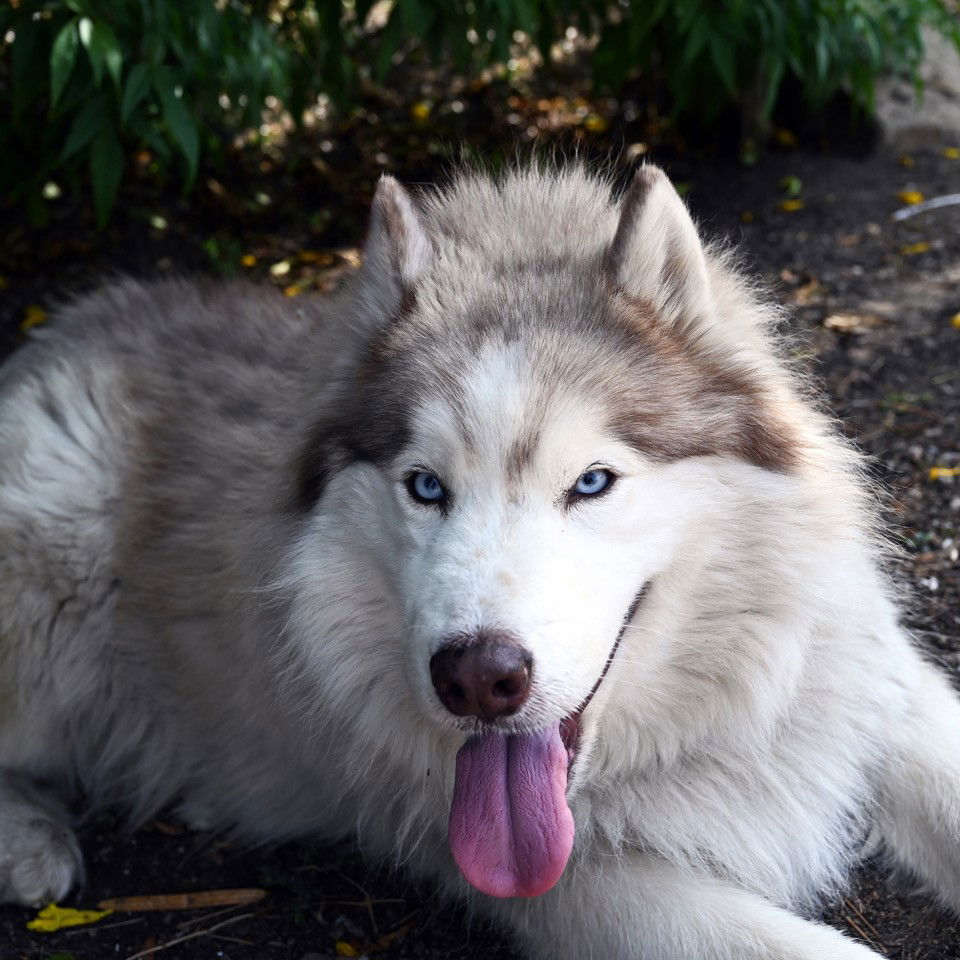 Beatrice, a adult female Husky