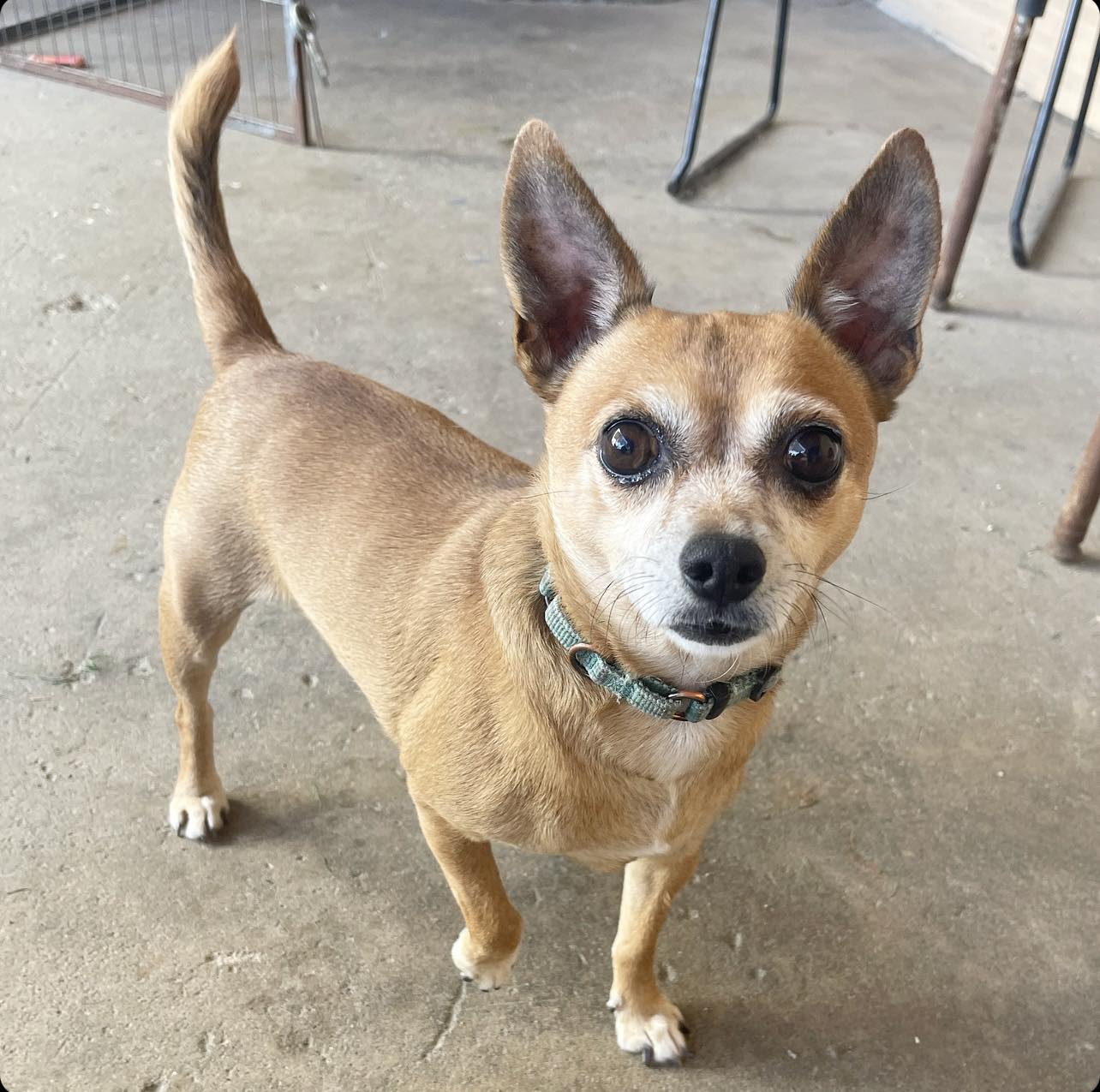 Petey, a senior male Chihuahua / Miniature Pinscher Mix