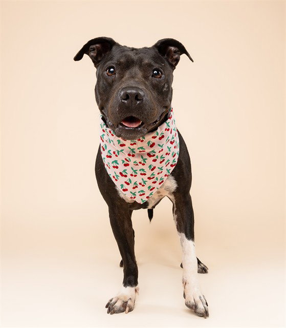 TONYA, a adult female American Staffordshire Terrier Mix
