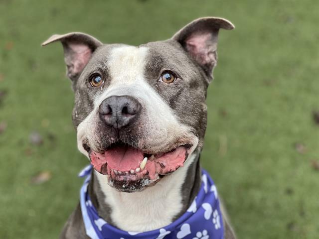 MOOSE, a senior male Pit Bull Terrier