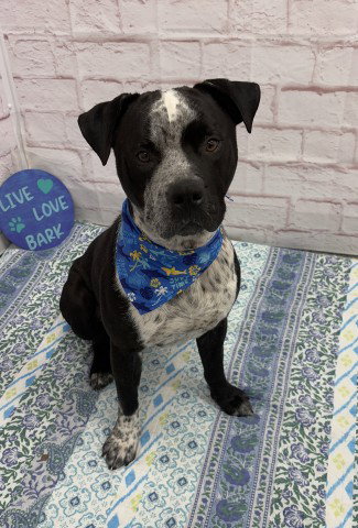 PORKPIE, a adult male Pit Bull Terrier Mix