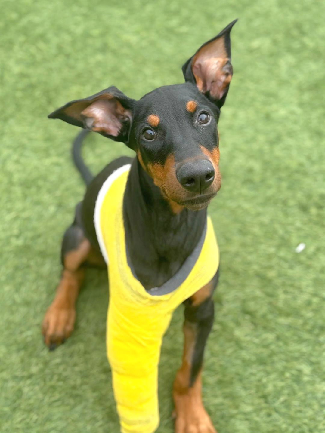 Metro, a baby male Doberman Pinscher