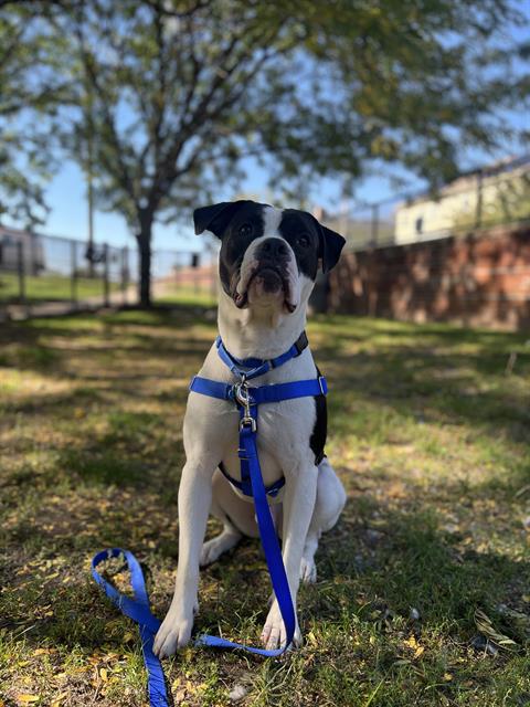 ROONEY, a adult male American Bulldog Mix