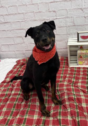 TOPIARY NOSE, a adult female Rottweiler Mix