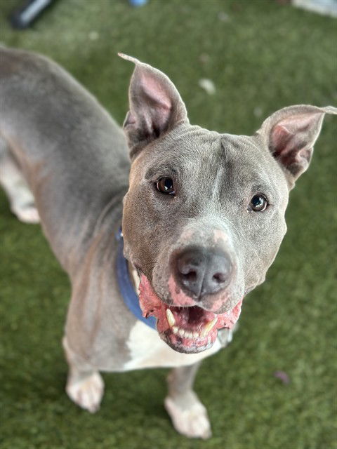 GUS, a adult male Pit Bull Terrier Mix