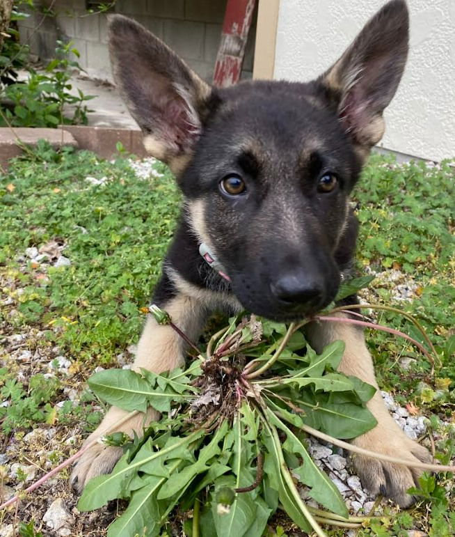 Luna, a baby female German Shepherd Dog