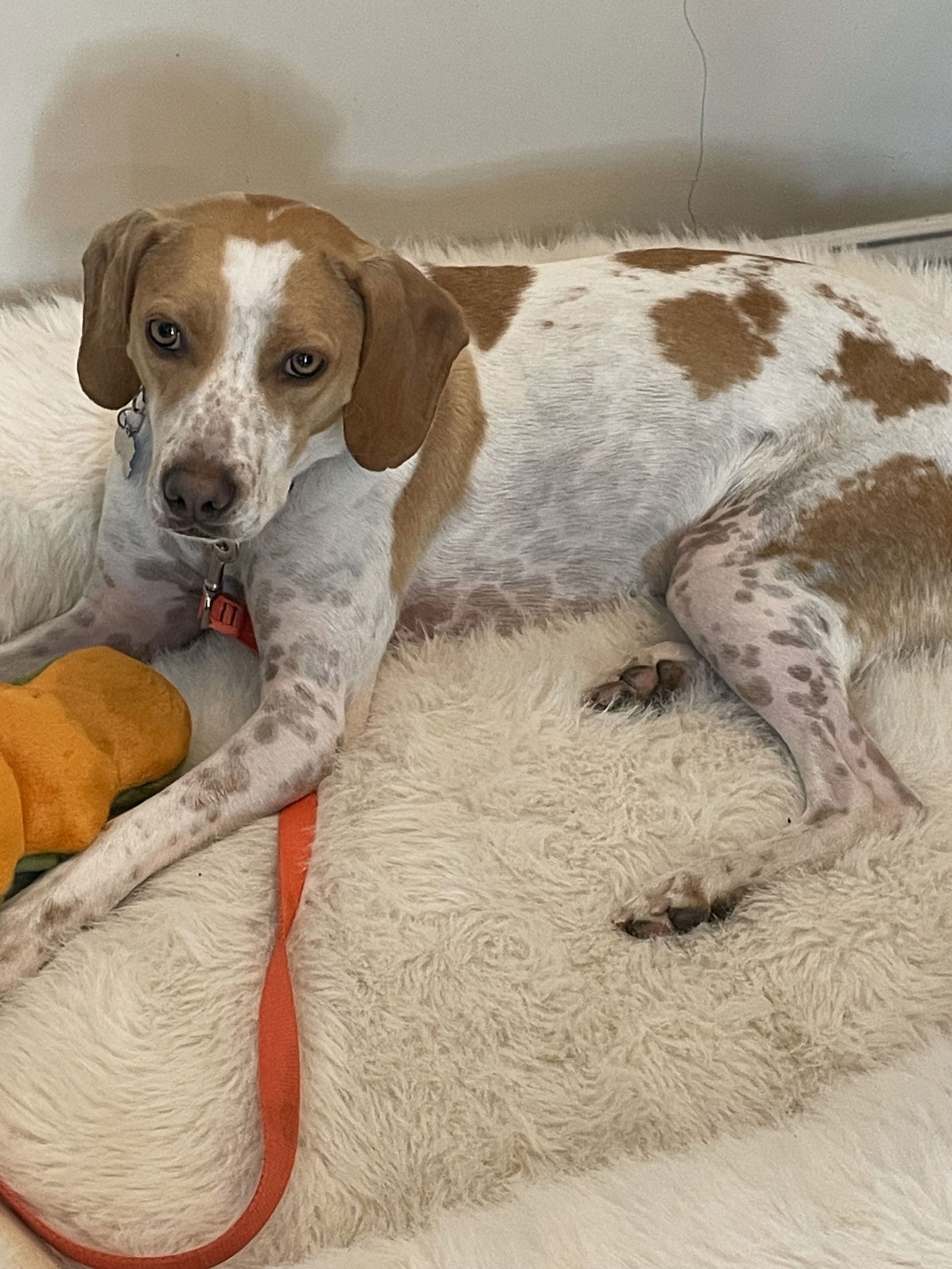 Tess, a adult female Hound Mix