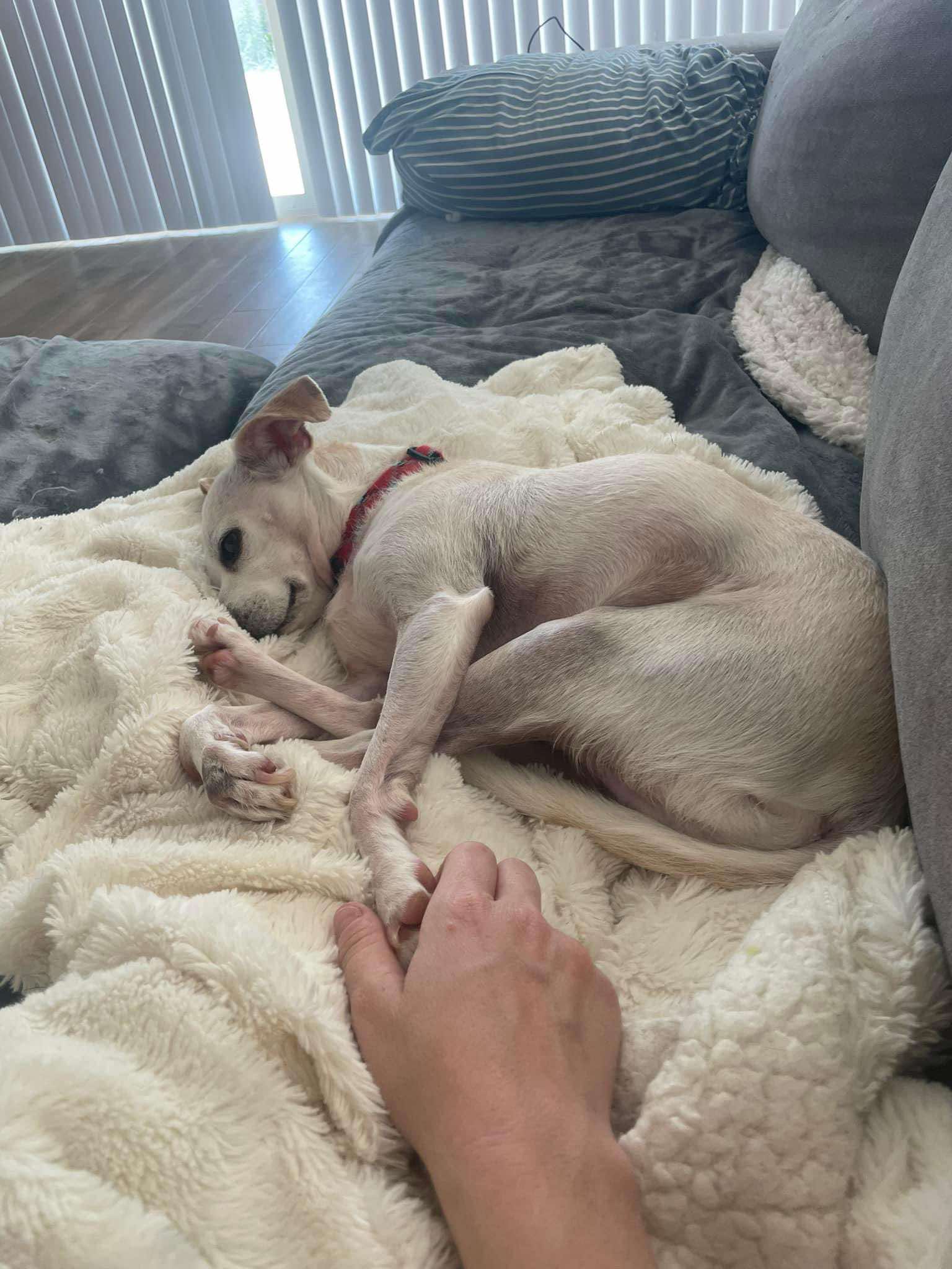 Wiley, a adult male Chihuahua / Terrier Mix