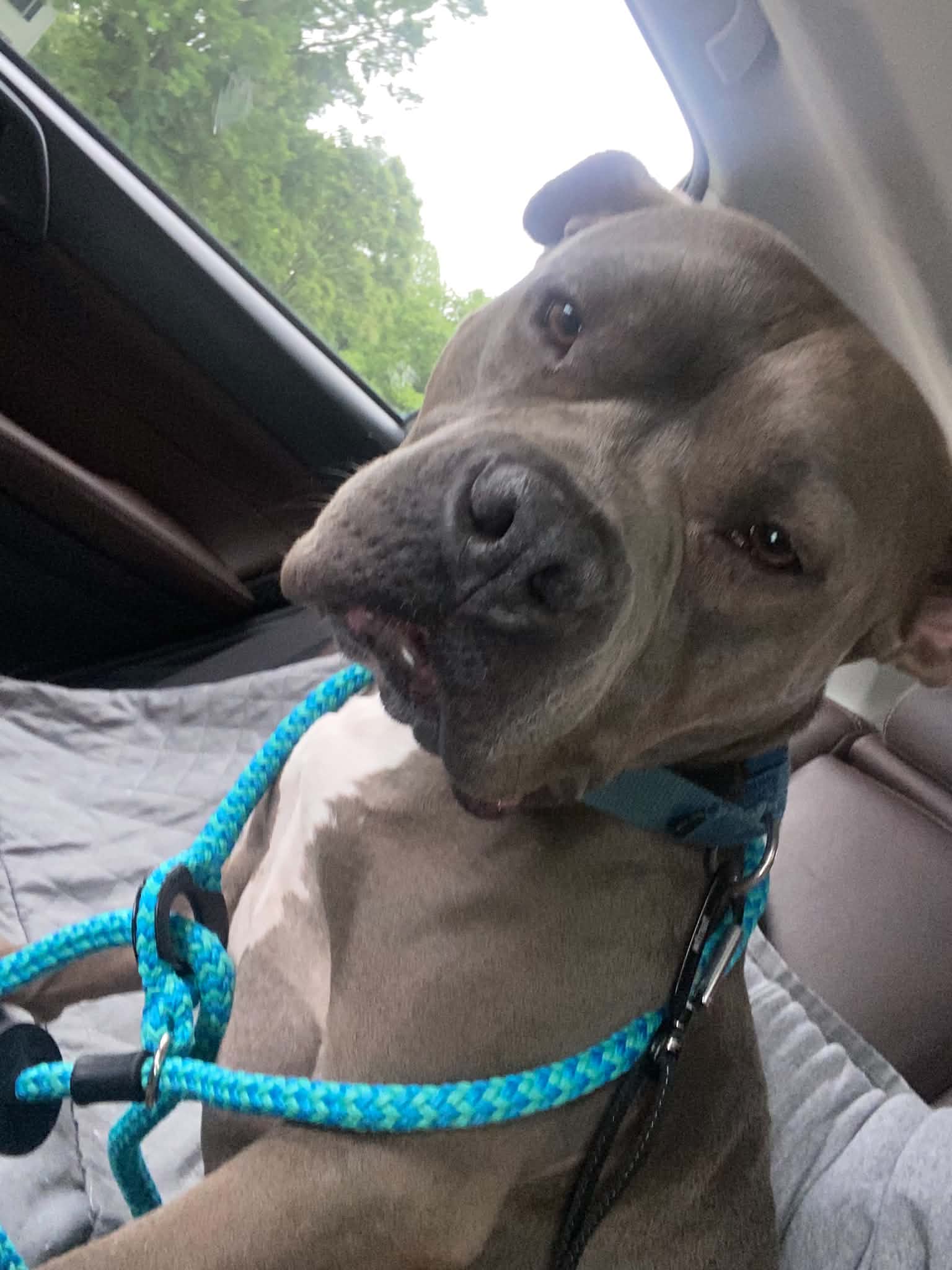 Murphy (formerly known as Morgan), a adult male American Staffordshire Terrier Mix