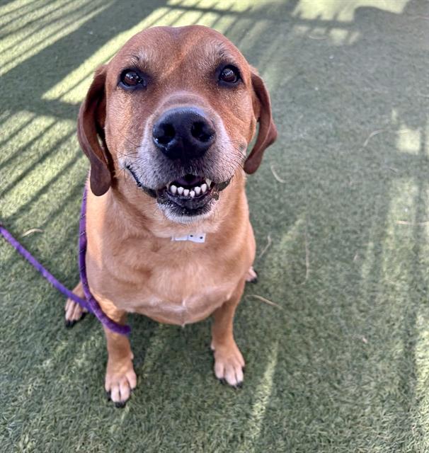 KENAI, a senior male Basset Hound Mix