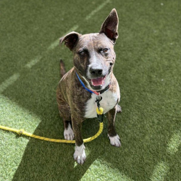 BOLT, a adult male Pit Bull Terrier Mix