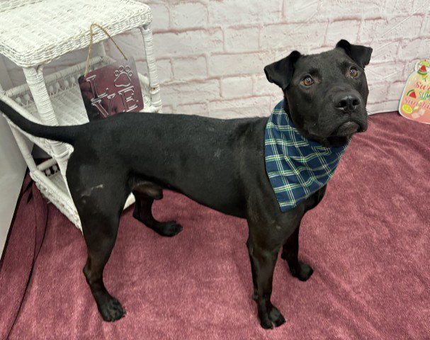 THE MUG, a adult male Labrador Retriever Mix