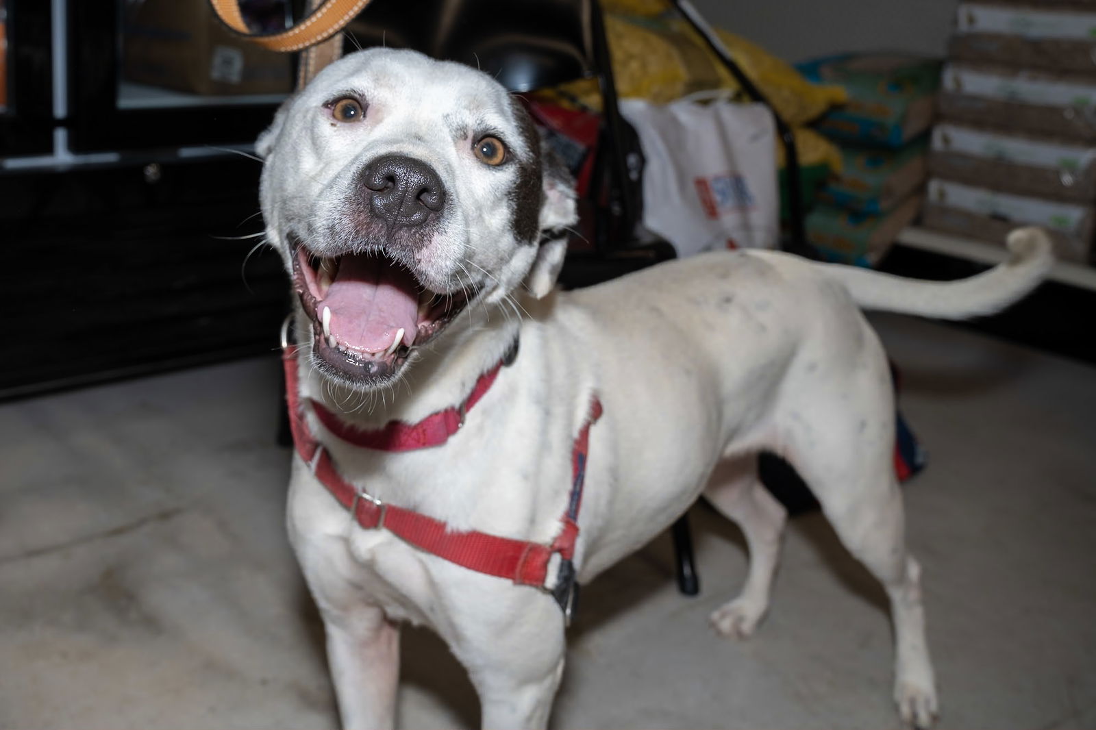 Nellie, a adult female Hound Mix