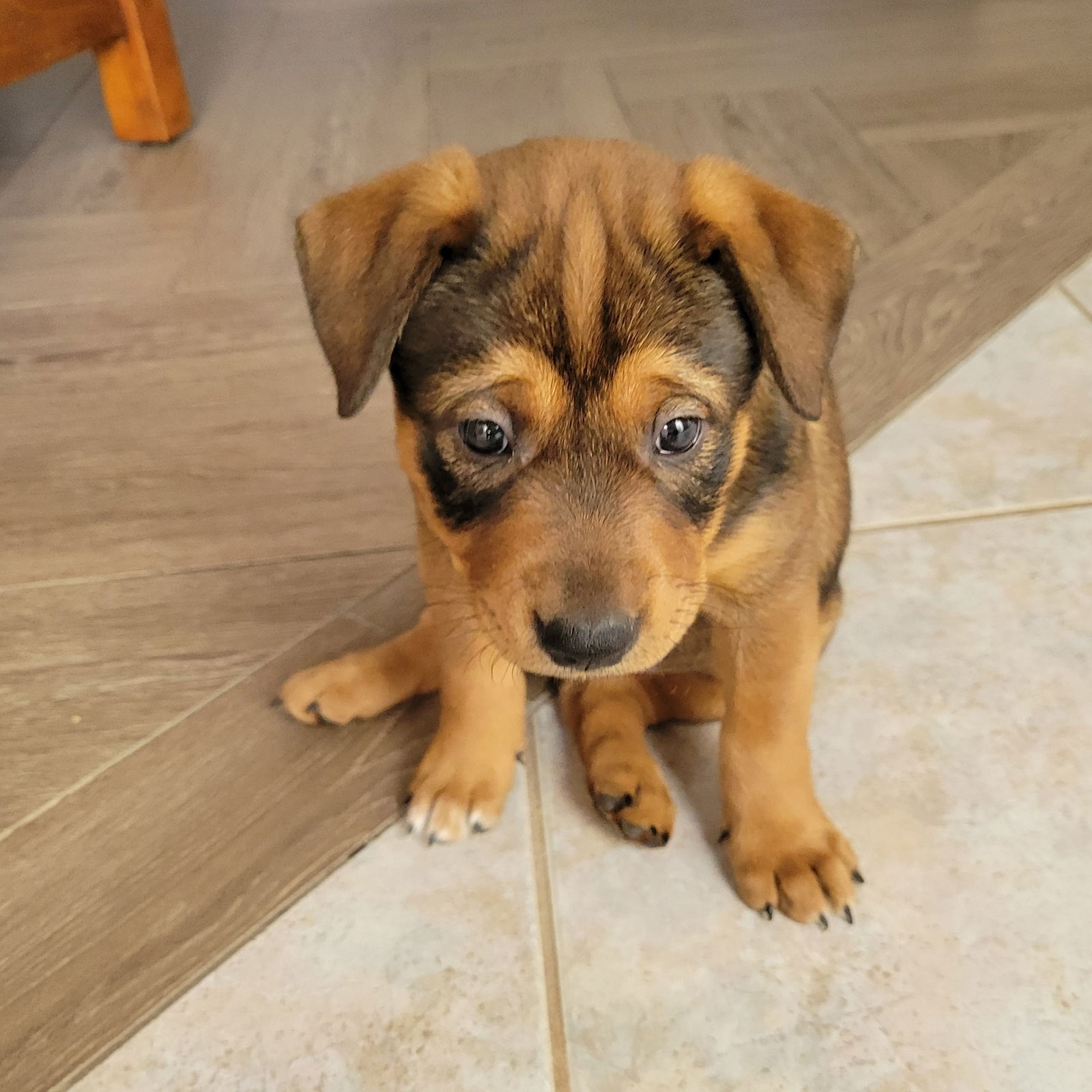 Molly 8, a baby male Black Labrador Retriever Mix