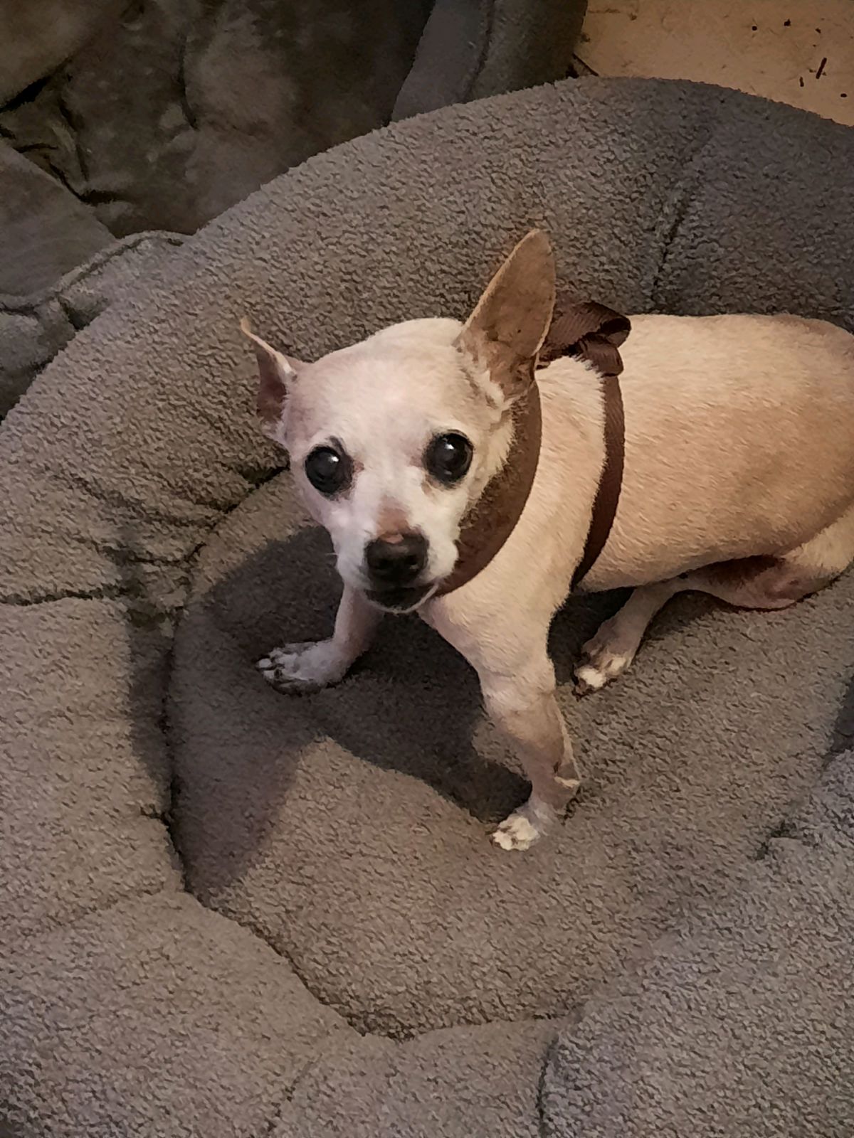 WALTER, a adult male Chihuahua / Italian Greyhound Mix