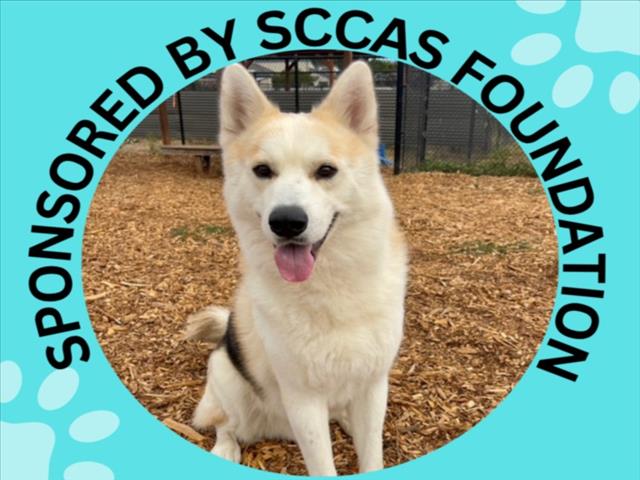 KENAI*, a adult male Siberian Husky Mix