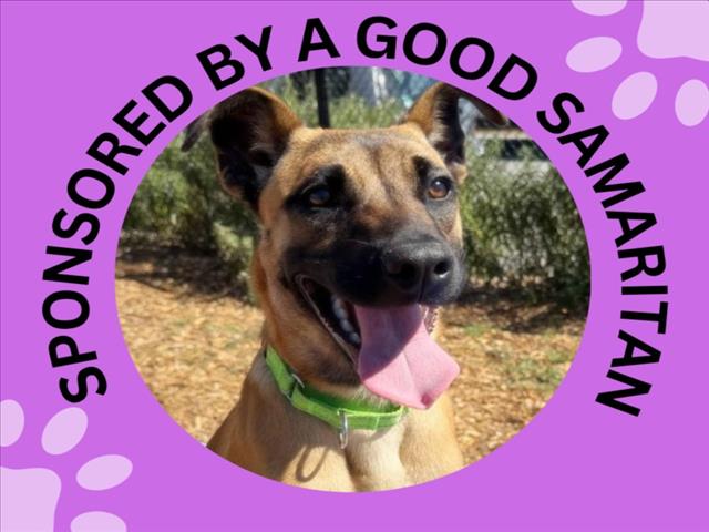 LUNA, a young female Belgian Shepherd Malinois Mix
