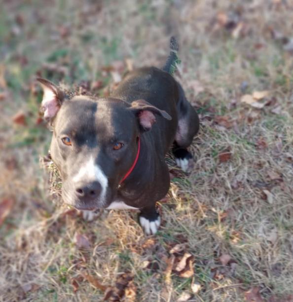 LAYKA, a young female Pit Bull Terrier
